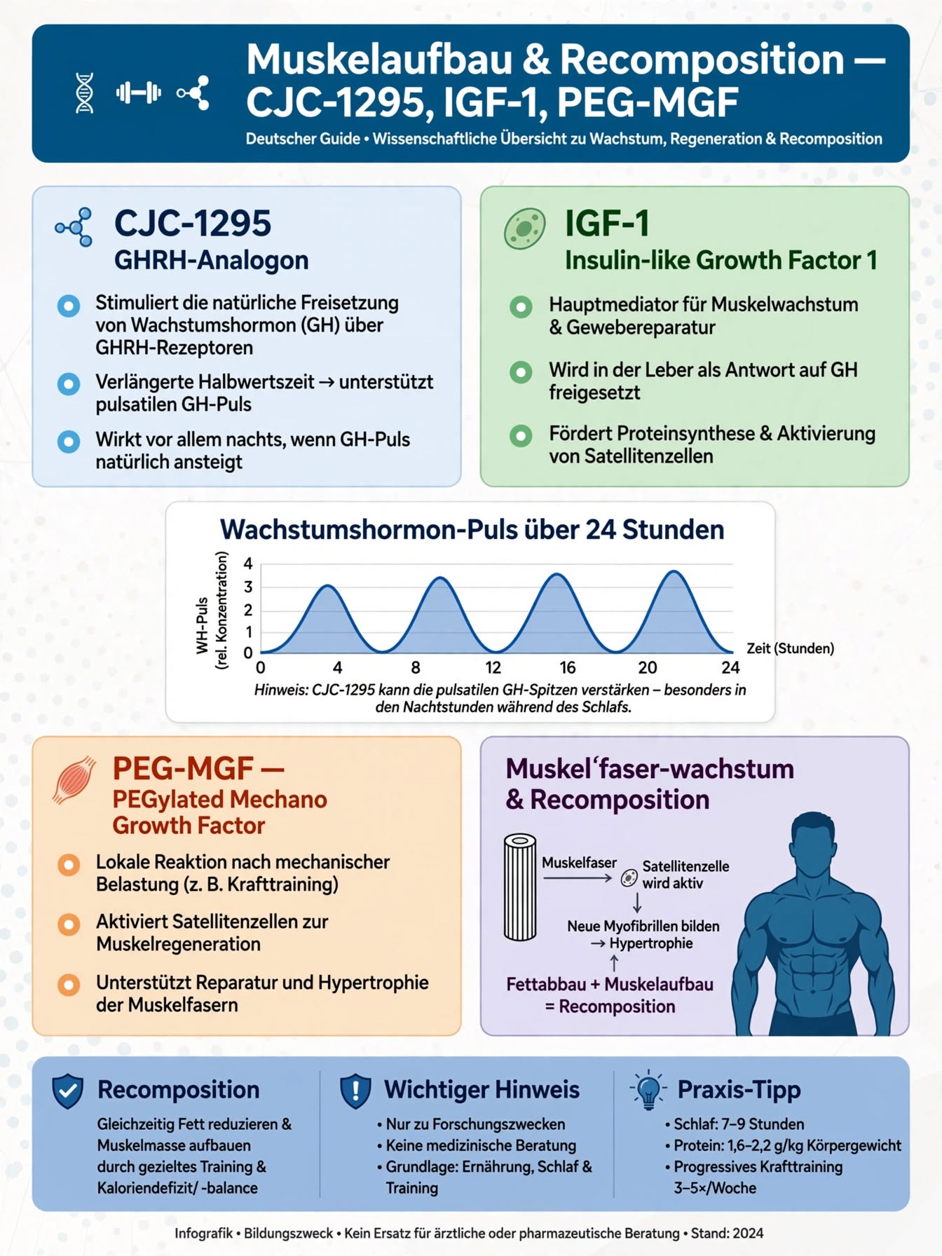 Muskelaufbau & Recomposition — CJC-1295, IGF-1, PEG-MGF